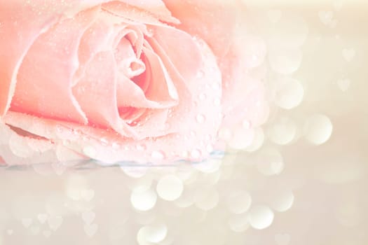 Rose on pink blurred background