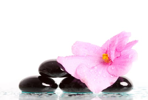 Black spa stones and pink flower on white background