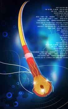 Digital illustration of Human hair structure anatomy in colour background