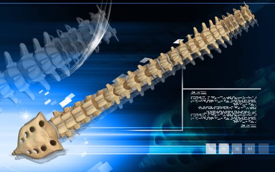 Digital illustration of back bone in colour background