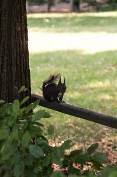 Black squirrel with white chest from the side