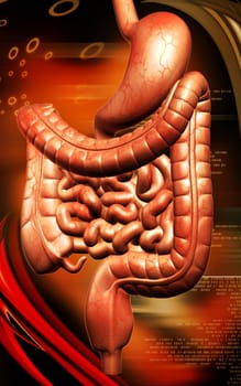 Digital illustration of human digestive system in colour background