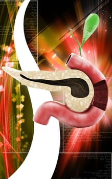 Digital illustration of pancreas in colour background