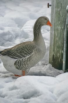 Greylag goose from the side