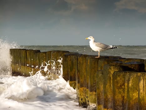 Gull