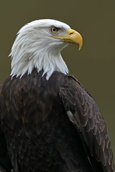The bald eagle (Haliaeetus leucocephalus)