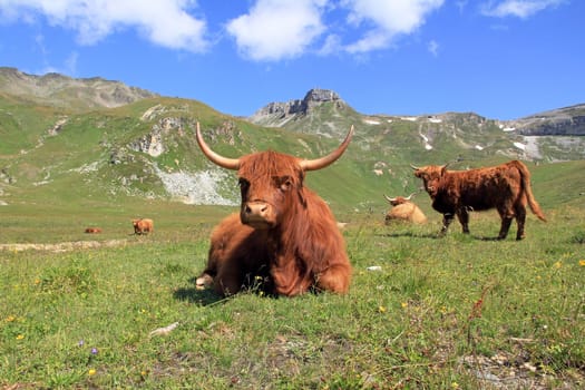 Scottish Highland cattle in the mountains