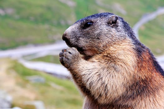 Alpine marmot