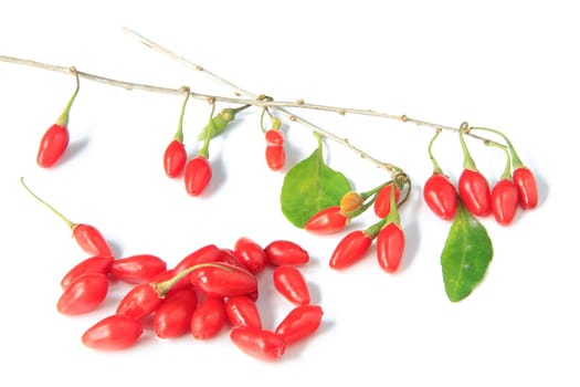 reife,frisch gepflückte goji-beeren (lycium barbarum)