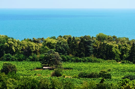 Small Shed In The Field In Front Of  Forest And Sea