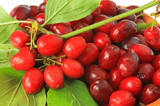 Cornelian cherries (Cornus mas),twigs and freshly picked fruits
