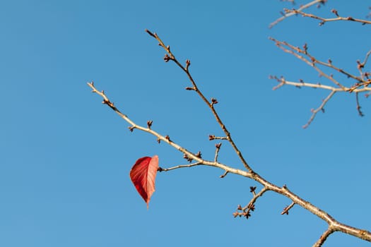 Single red-colored blat on a branch