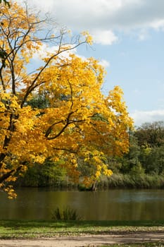 Autumn tree at a lake