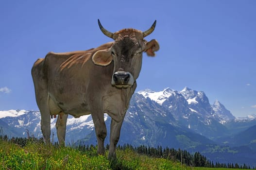 Swiss mountain cow