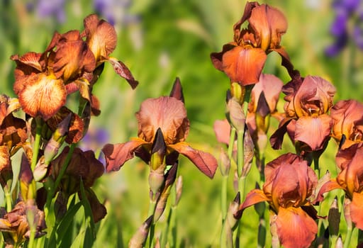 Copper-red iris