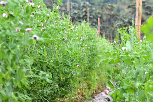 fresh sugar pea vegetable garden