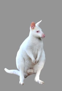 albino wallaby isolated on white background