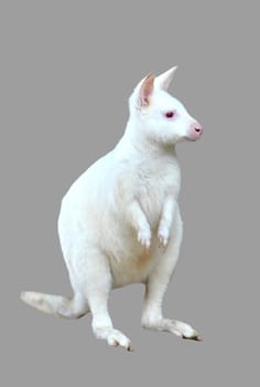 albino wallaby isolated on white background