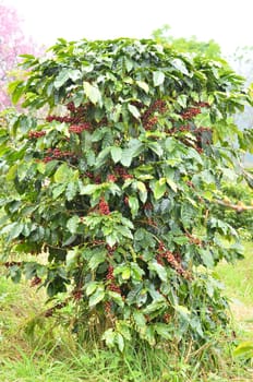 fresh arabica coffee bean in coffee garden