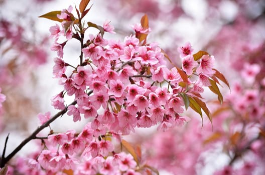 beautiful wild himalayan cherry flower ( Prunus cerasoides )