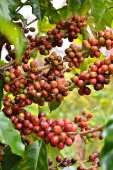 fresh arabica coffee bean in coffee garden