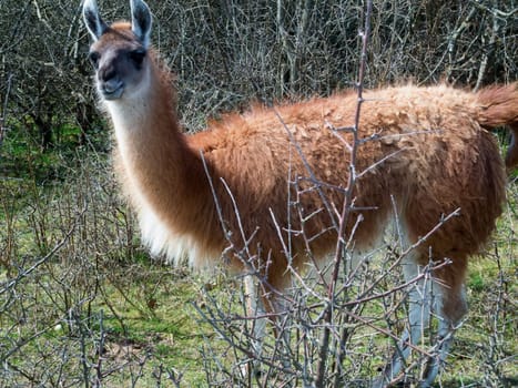 brown llama (Lama glama) looking into the camera behind thorny bare shrub