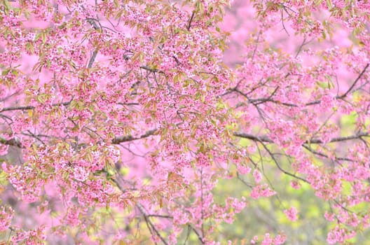 beautiful wild himalayan cherry flower ( Prunus cerasoides )