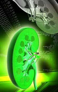 Digital illustration of kidney in colour background