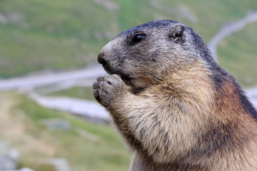 Alpine marmot