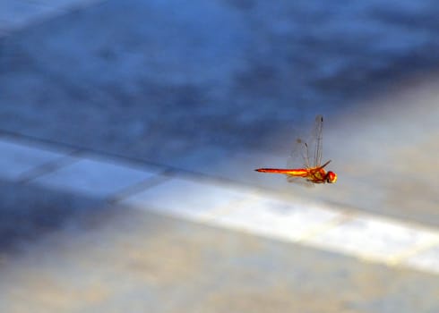 Flying dragonfly