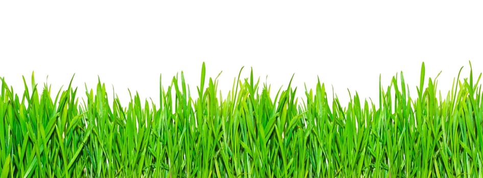 Fresh spring grass on white isolated background