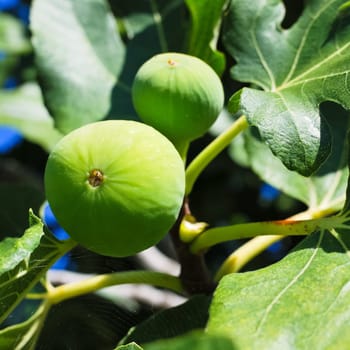Ripe fig on a tree