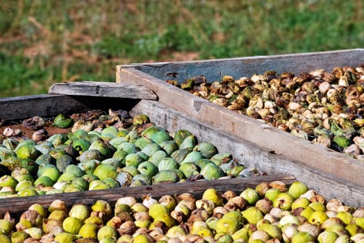 Ripe figs when drying