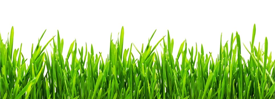 Fresh green grass on white background