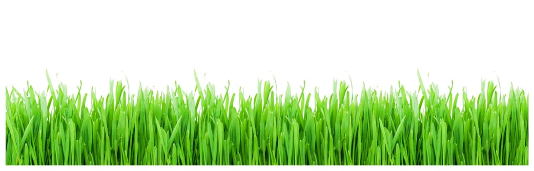 Green grass on white background