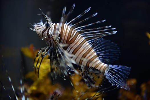 Close up shots of maine life in an aquarium