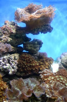 Close up shots of maine life in an aquarium