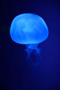 Close up shots of maine life in an aquarium