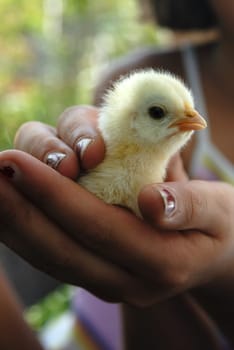 Chicks 1