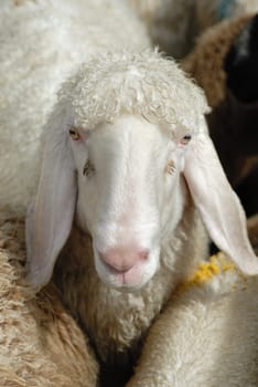 Sheep 1