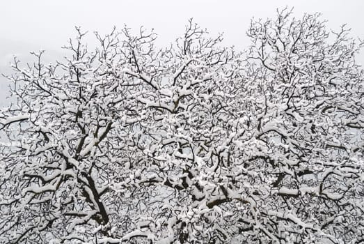 Snowfall 1
