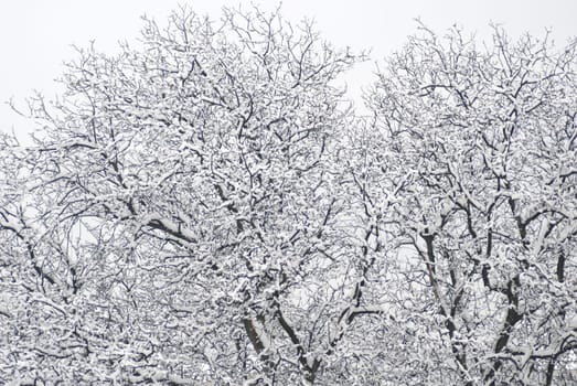 Snowfall 3