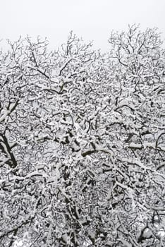 Snowfall 2