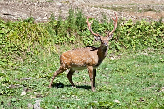 Spotted deer (Cervus nippon) buck standing in the grass