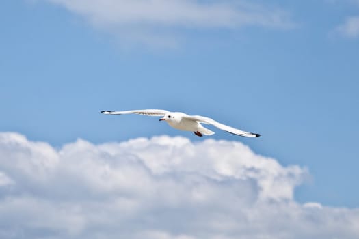 Seagull in the blue sky with wings spread open