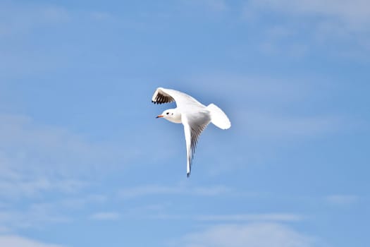 Seagull in the blue sky with wings spread open