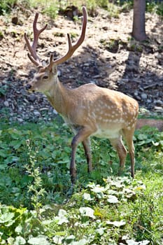 Spotted deer (Cervus nippon) buck standing in the grass
