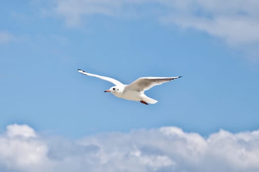 Seagull in the blue sky with wings spread open