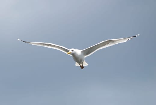 Seagull on cloudy sky background