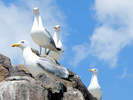 Group of seagulls, sitting on the rock